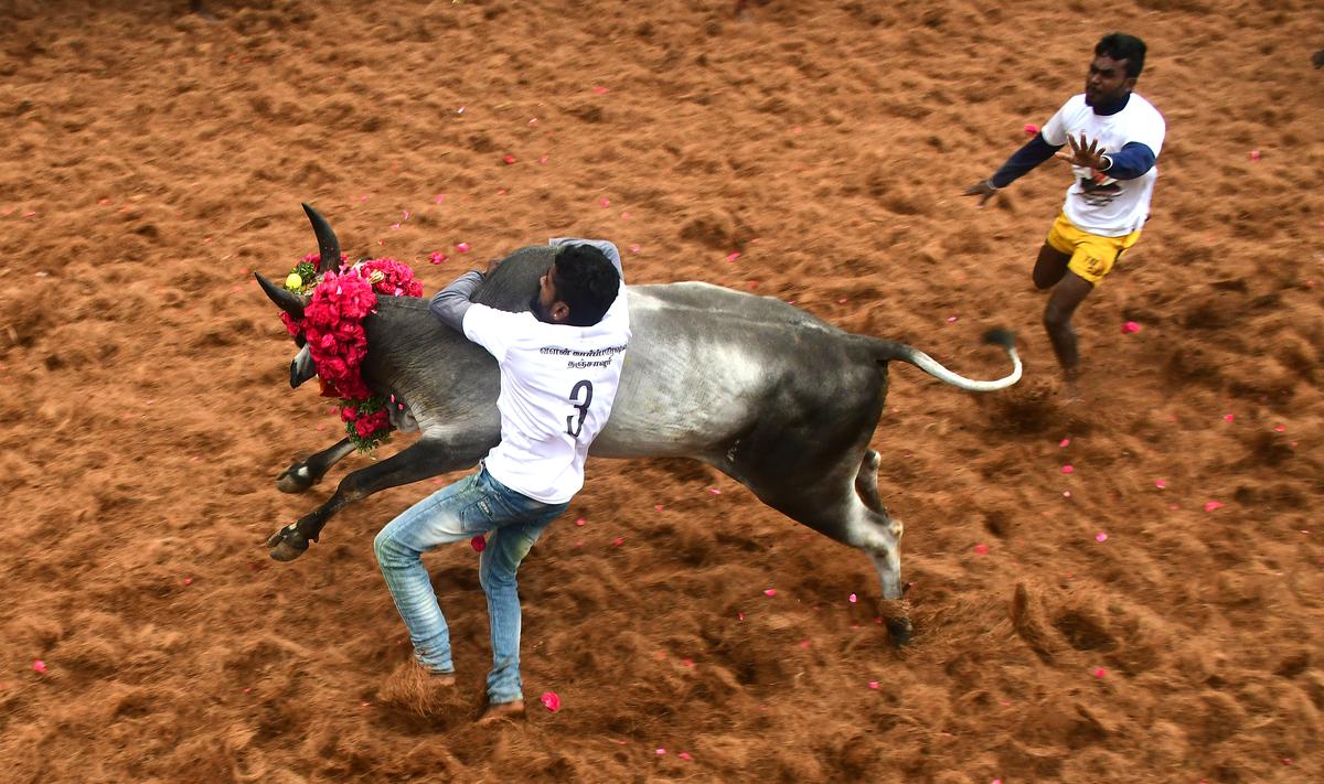 A tamer tries to tame a bull at the jallikattu at the Thachankurichi village in Pudukkottai district where the year’s first jallikattu in Tamil Nadu was held on January 8, 2023