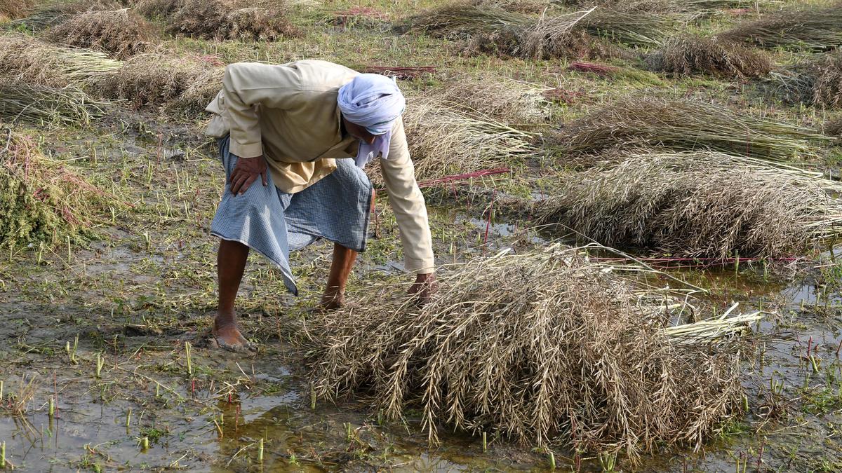 Untimely rains, hail not impacted standing rabi crops much: Tomar