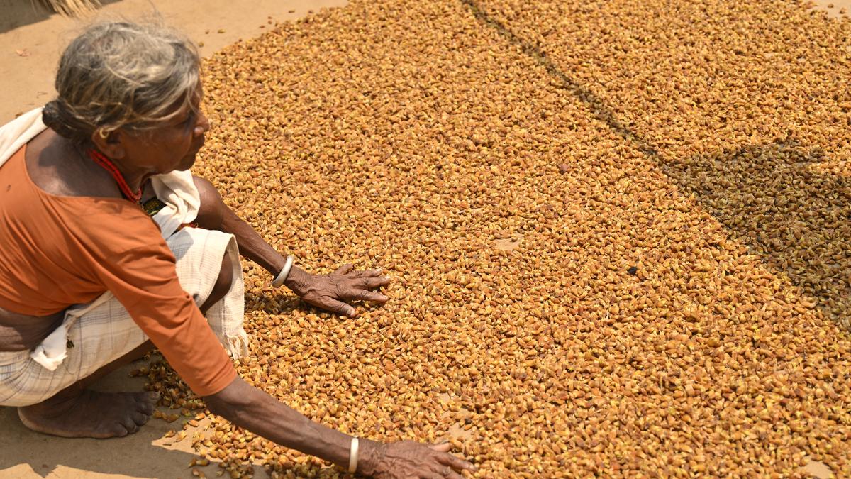 Andhra’s Koya tribe faces brewing conflict over sacred Mahua flower