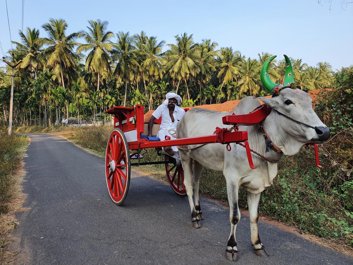 A bullock ride to explore villages in the neighbourhood 