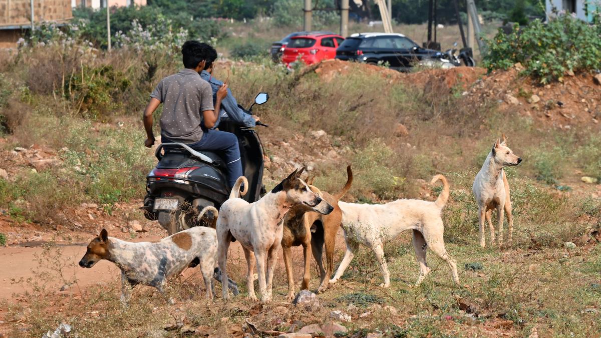 Dogged by danger in Visakhapatnam