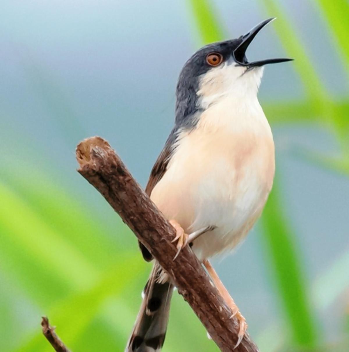 Ashy Prinia. Ashy Prinia.
