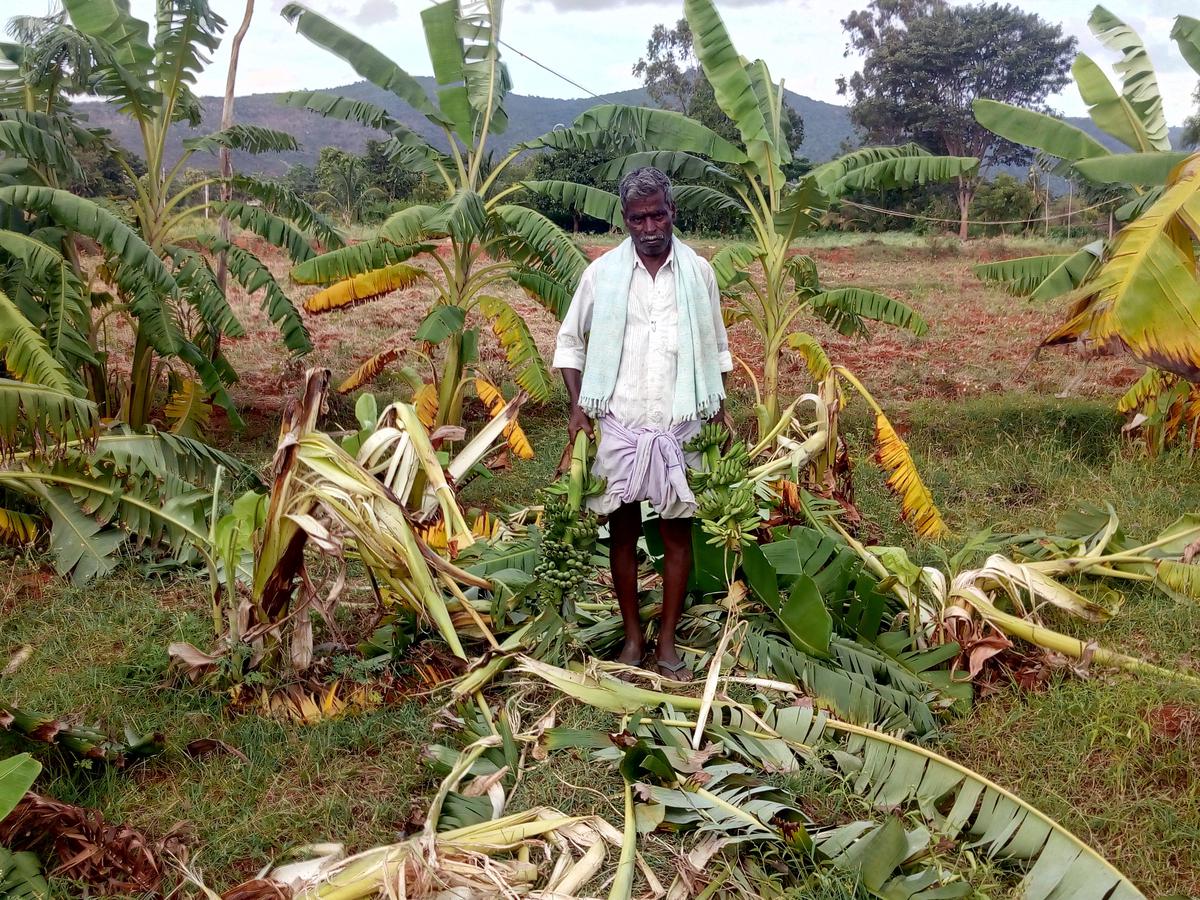 A herd of wild elephants destroyed crops in villages near Halaguru village in Karnataka. File 