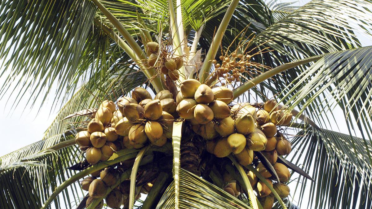 CPCRI to sell coconut, arecanut seedlings to farmers in monsoon - The Hindu