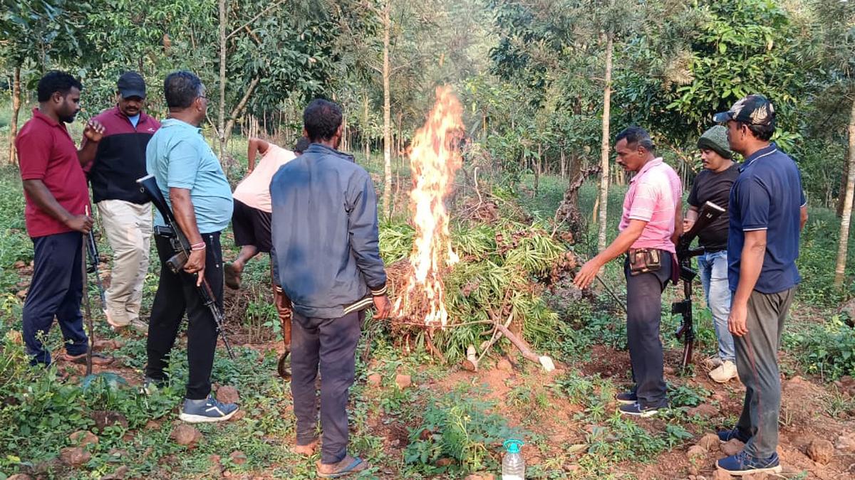 Will 2025 see an end to ganja menace in undivided Visakhapatnam district?