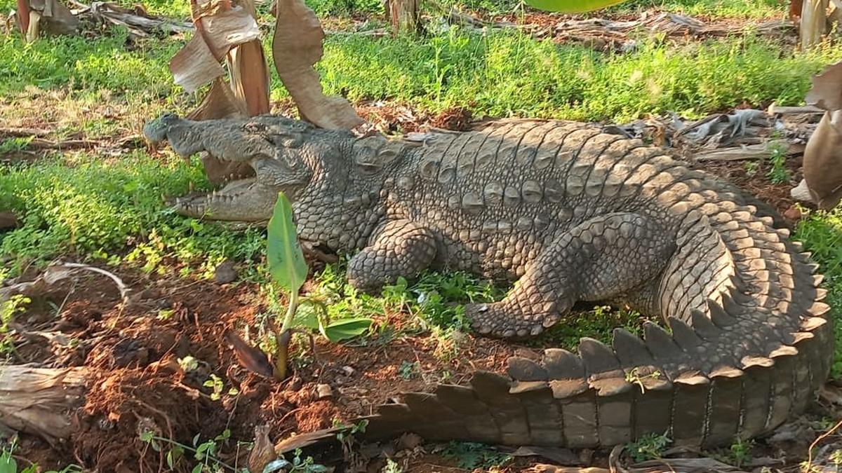 Crocodiles found in Madhya Pradesh house during IT searches; reptiles rescued by forest dept
