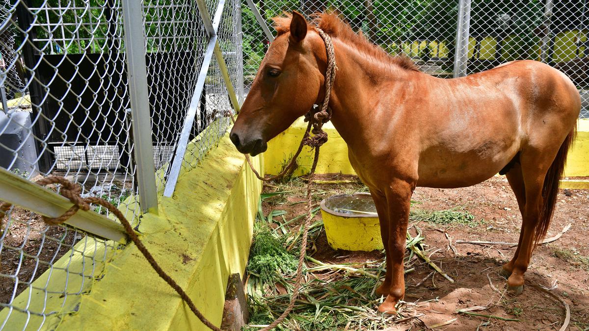 Stray horse attacks people in Coimbatore; captured and shifted to zoo