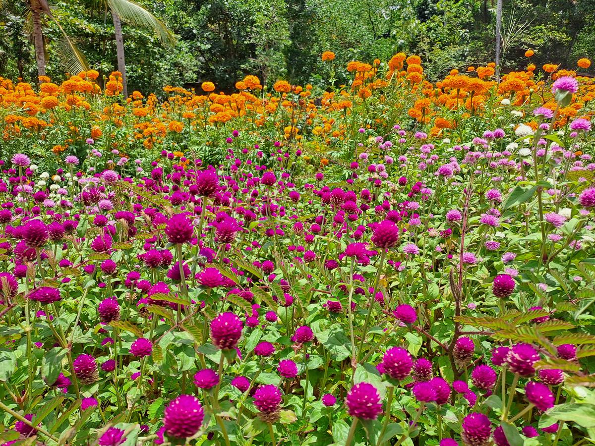 Globe amaranth in bloom on land farmed by Kudumbashree’s Pournami farming joint liability group at Panayarakunnu in Balaramapuram grama panchayat. 