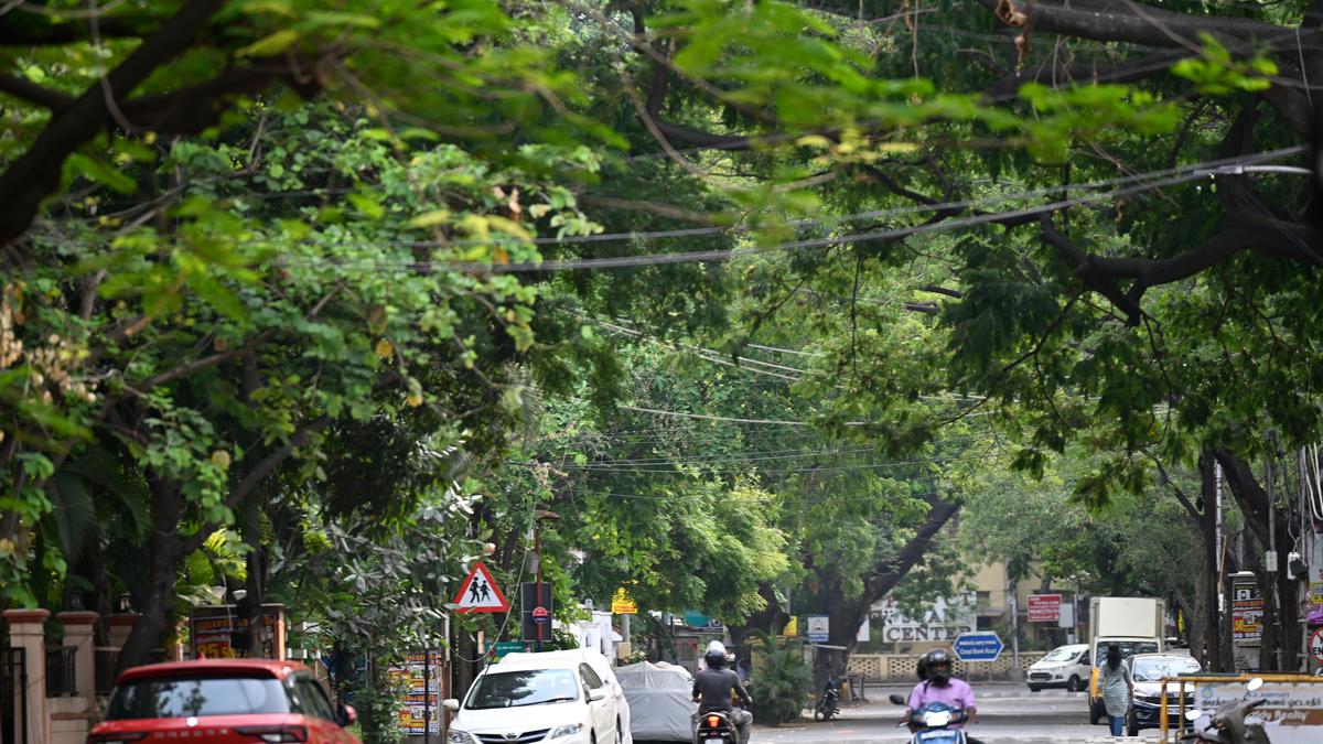 A stroll around the canopied neighbourhood