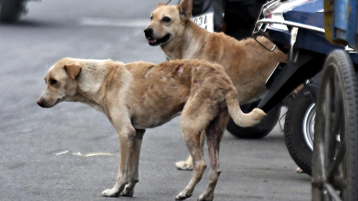 Delhi HC sends notice to Centre on plea against ban on ‘ferocious’ dogs