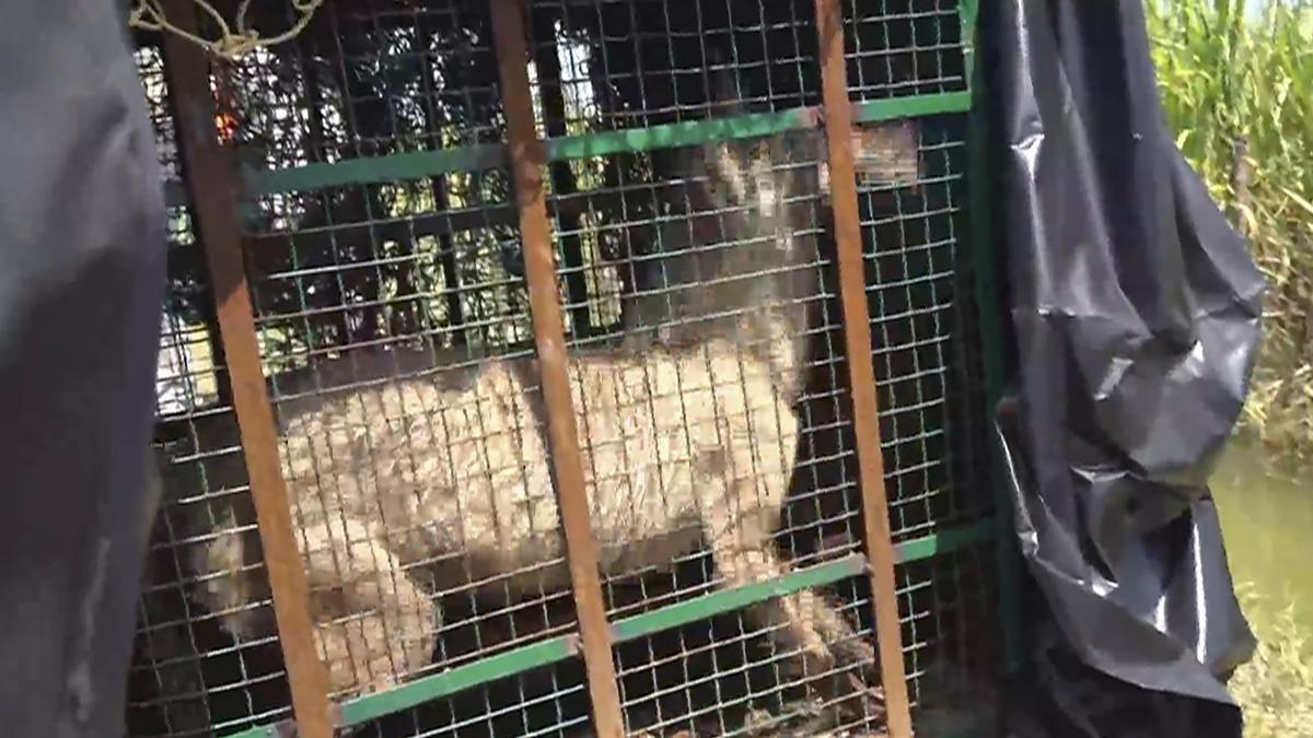 'Operation Bhediya': Another wolf captured, uncertainty over number on prowl in Bahraich