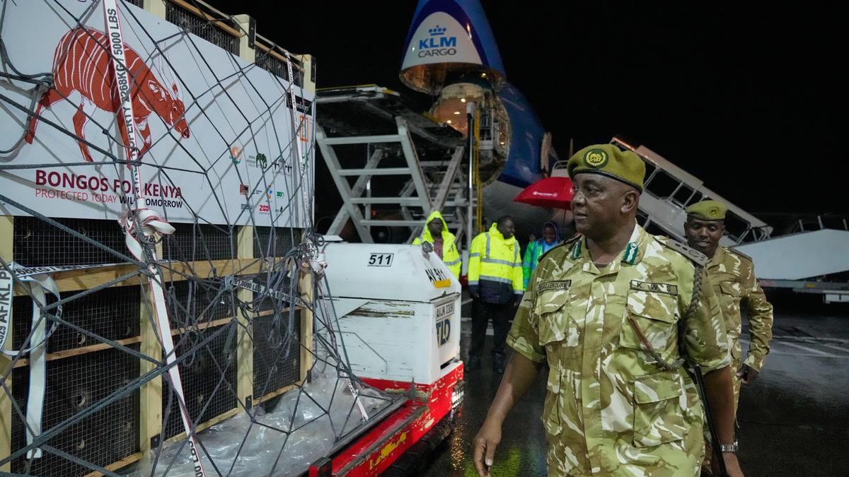 Critically endangered antelopes return to Kenya from Czech zoo