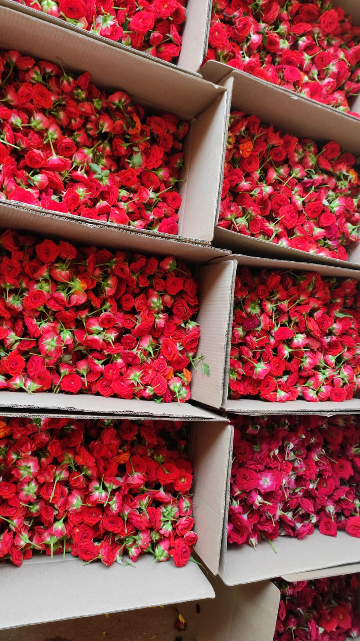 Roses ready to be shipped