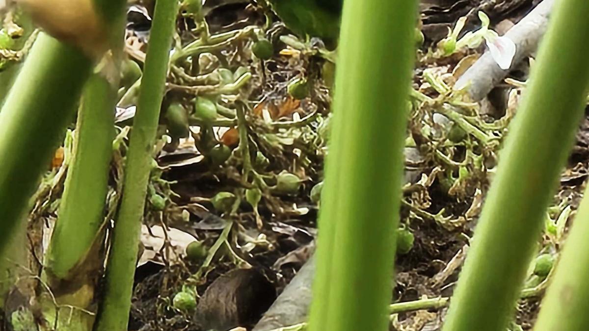 Ryots in distress as Malabar parakeets feast on cardamom 