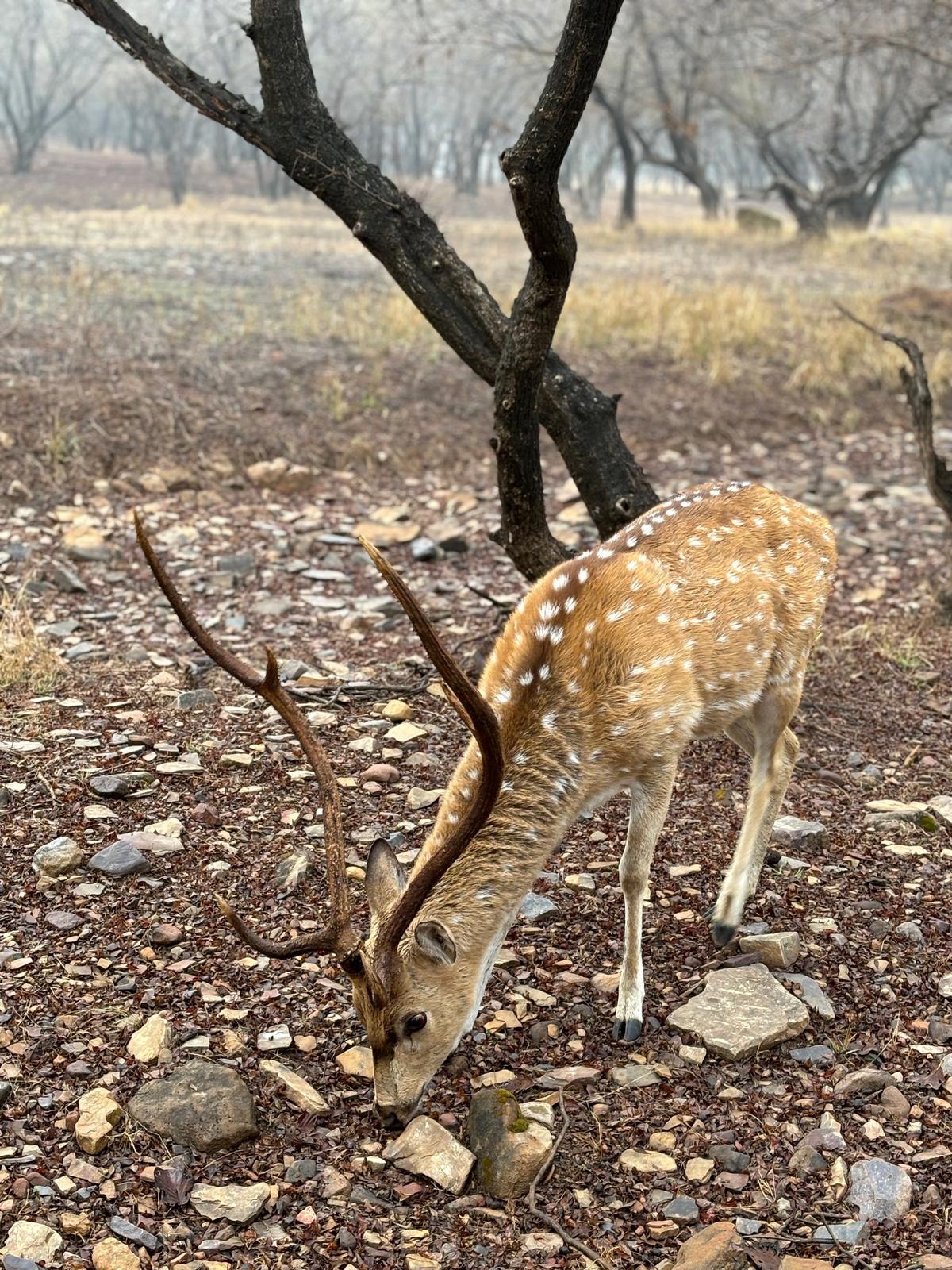 Chital at Ranthambhore National Park