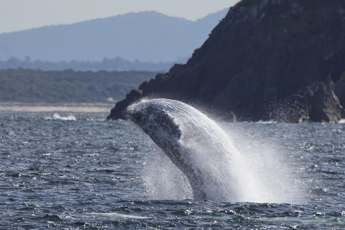 A humpback whale breaches off the coast of Port Stephens, north of Sydney, Australia, on June 18, 2025. A humpback whale breaches off the coast of Port Stephens, north of Sydney, Australia, on June 18, 2025.