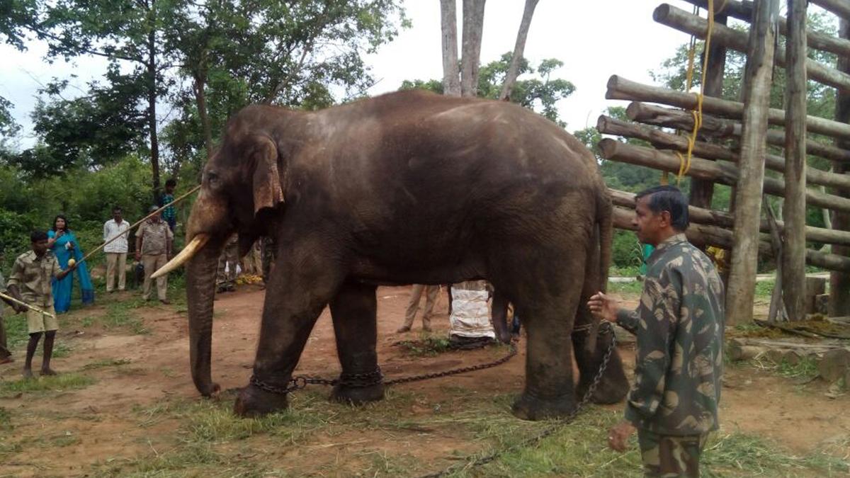 Elephant tusks seized by CID Forest Cell sourced from BNP in Bengaluru?