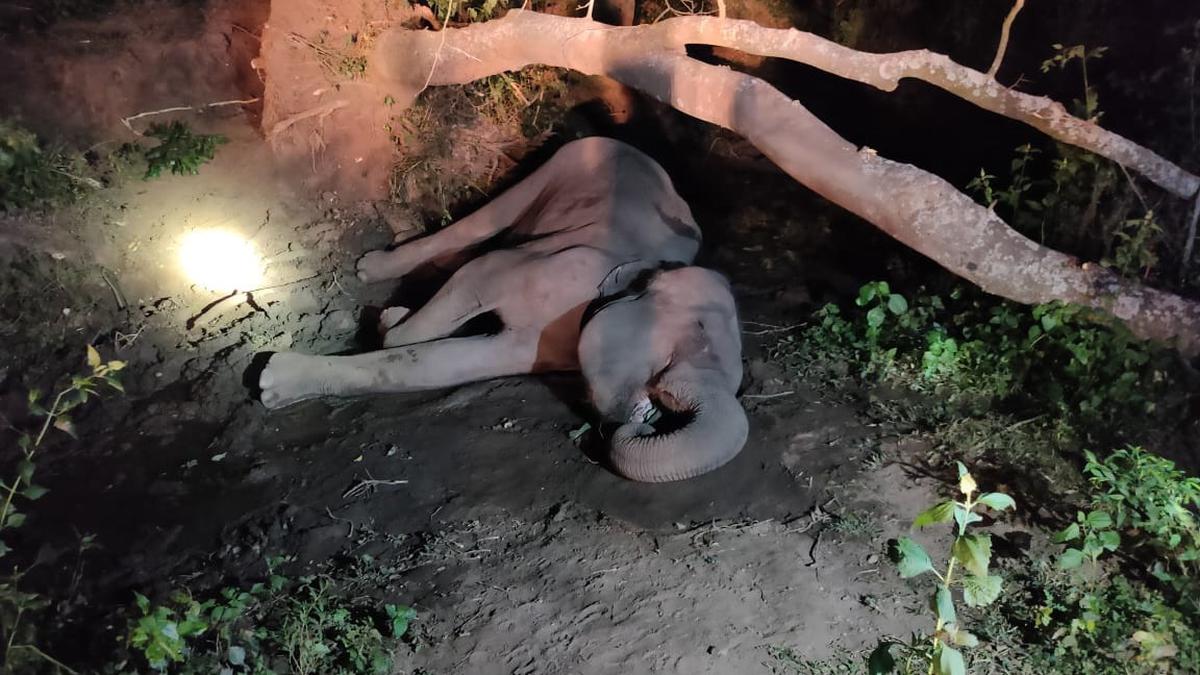 Man killed in elephant attack, female elephant found dead near Coimbatore