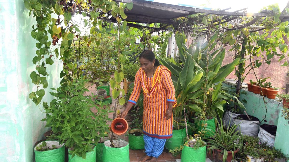 11,000 residents get subsidised terrace gardening kits in Salem