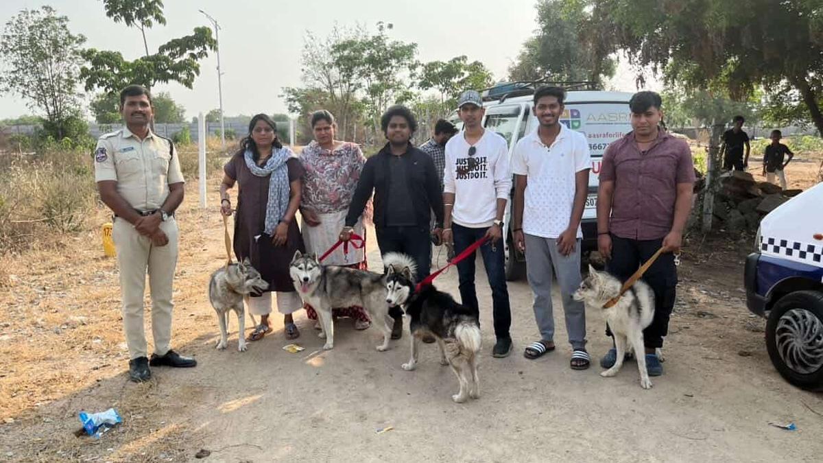 Siberian Huskies abandoned on Hyderabad outskirts, found severely dehydrated; one dead, eight traced