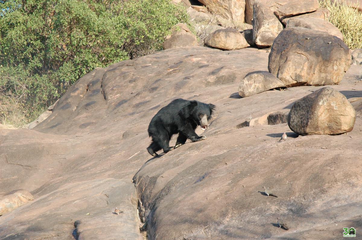 Injured farmer complains of bear attack in Belagavi district of Karnataka -  The Hindu