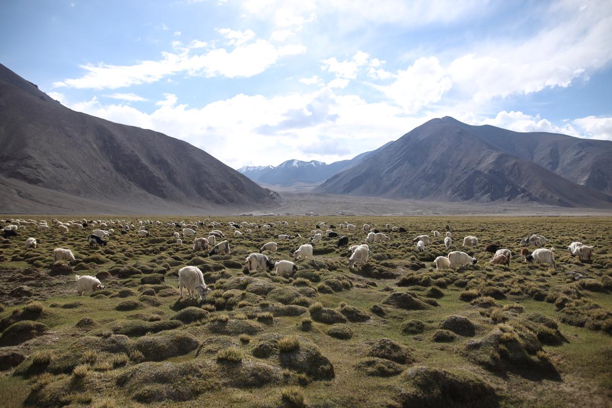 Free grazing of Pashmina goats.