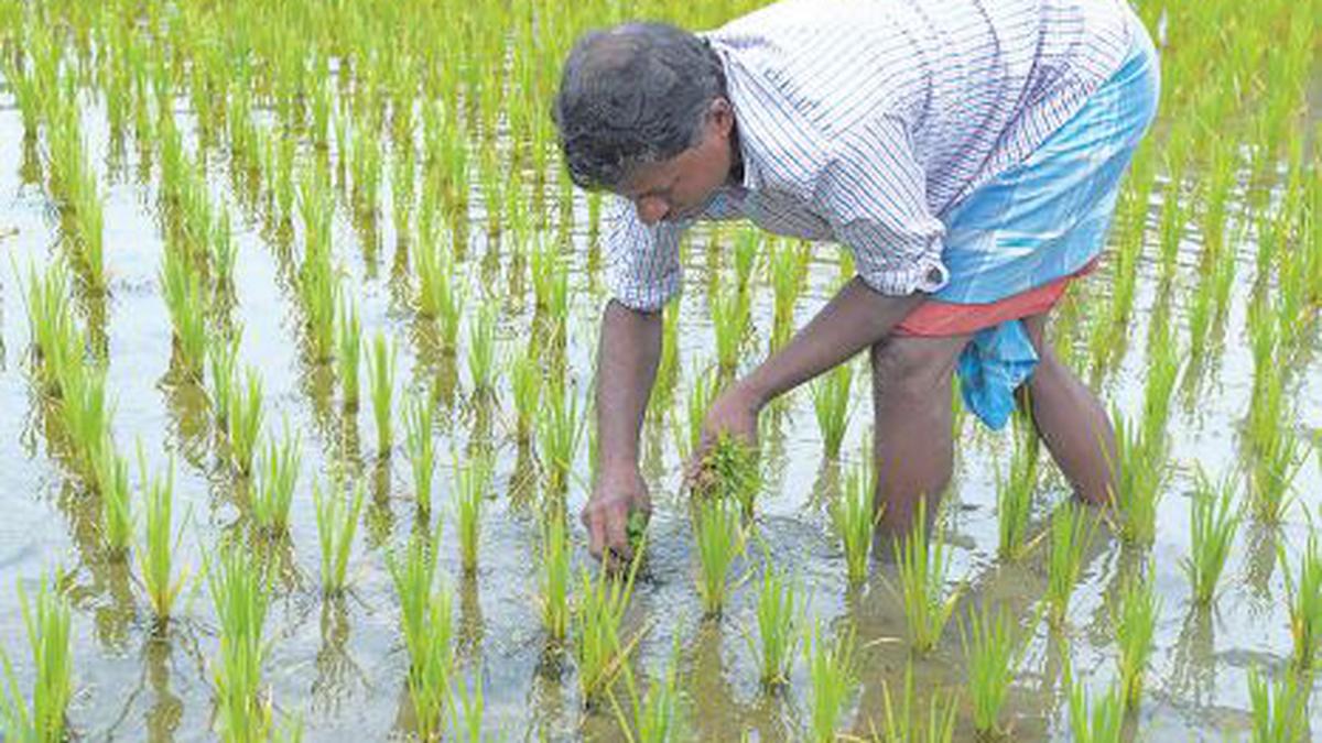 Improving rice yield with an additional gene - The Hindu