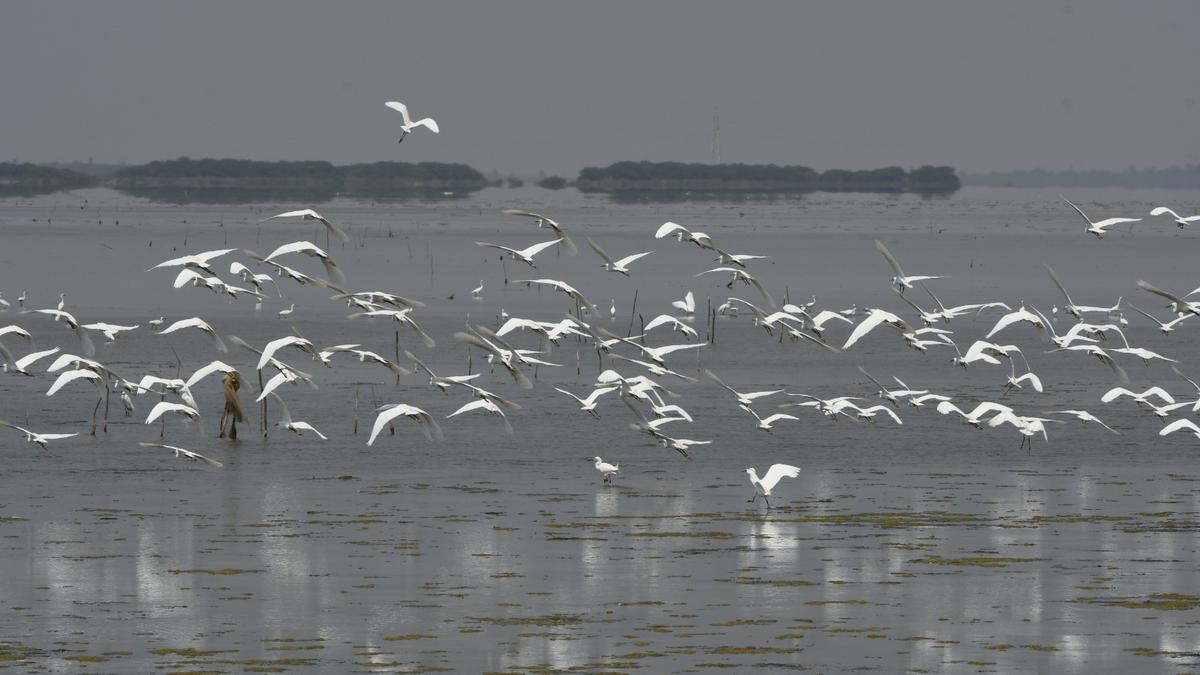 Four-day Great Backyard Bird Count India starts on February 17