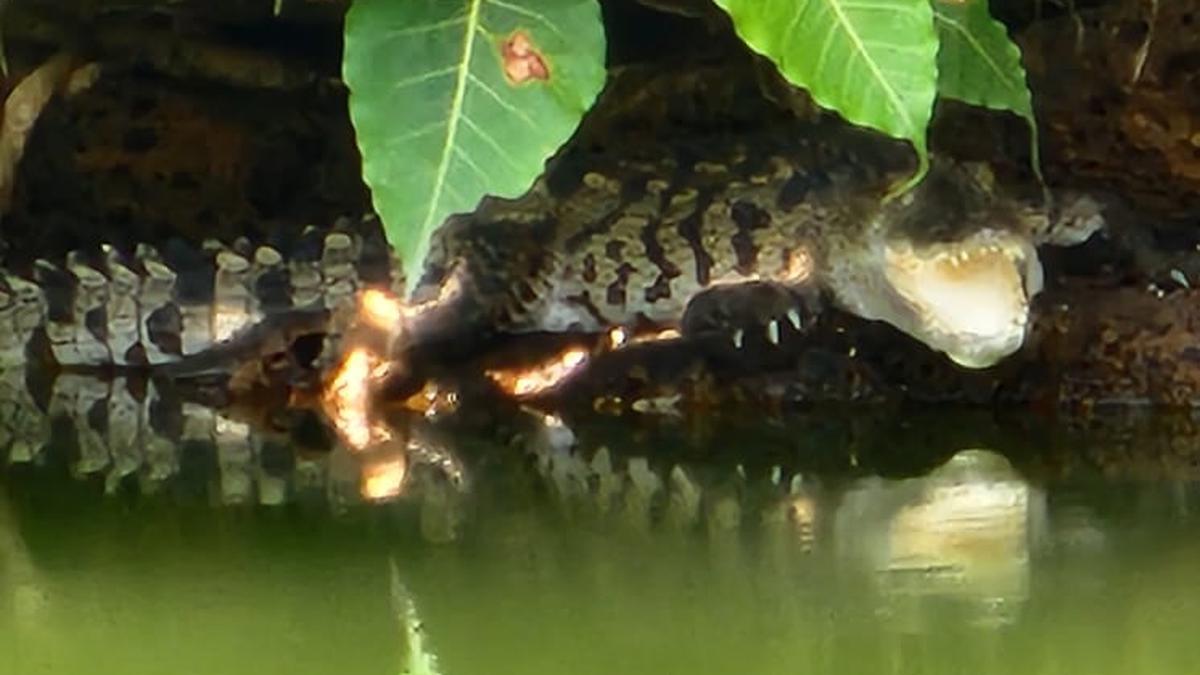 A year after the passing of ‘vegetarian’ crocodile, another croc surfaces at this Kerala temple lake