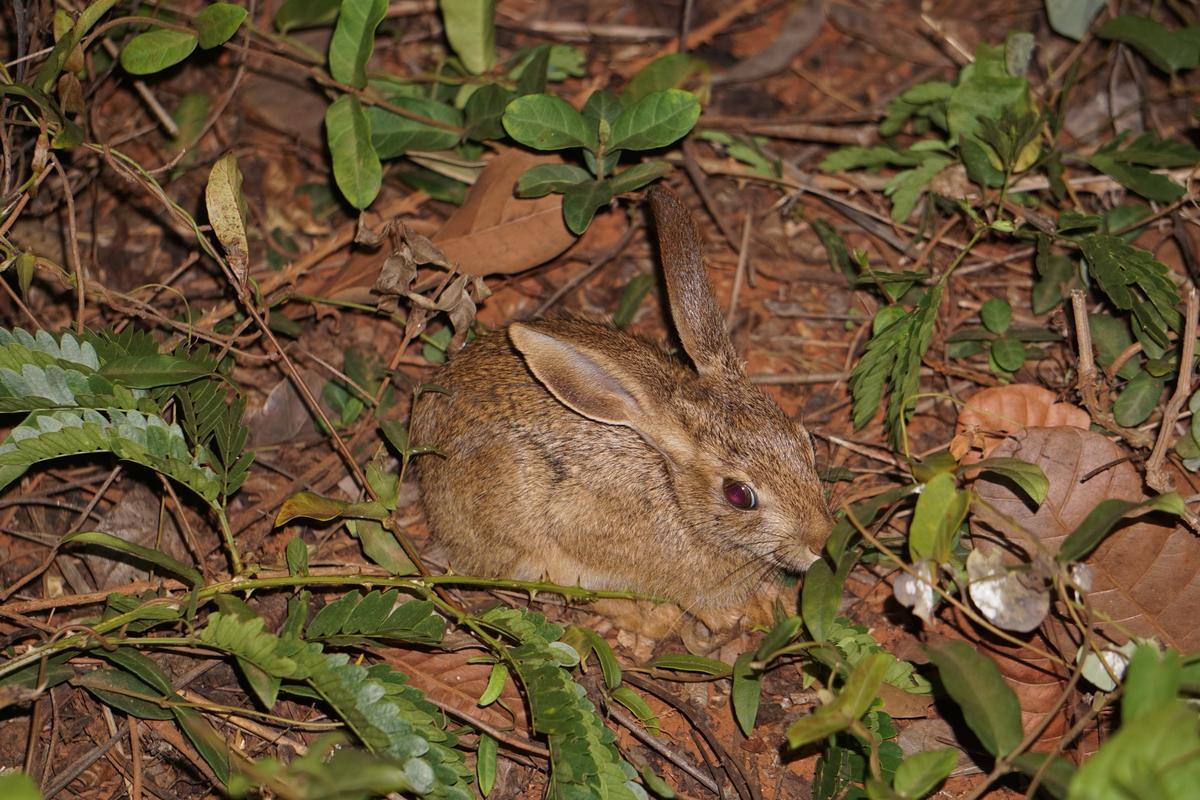 An Indian hare spotted during herp walks in Visakhapatnam.