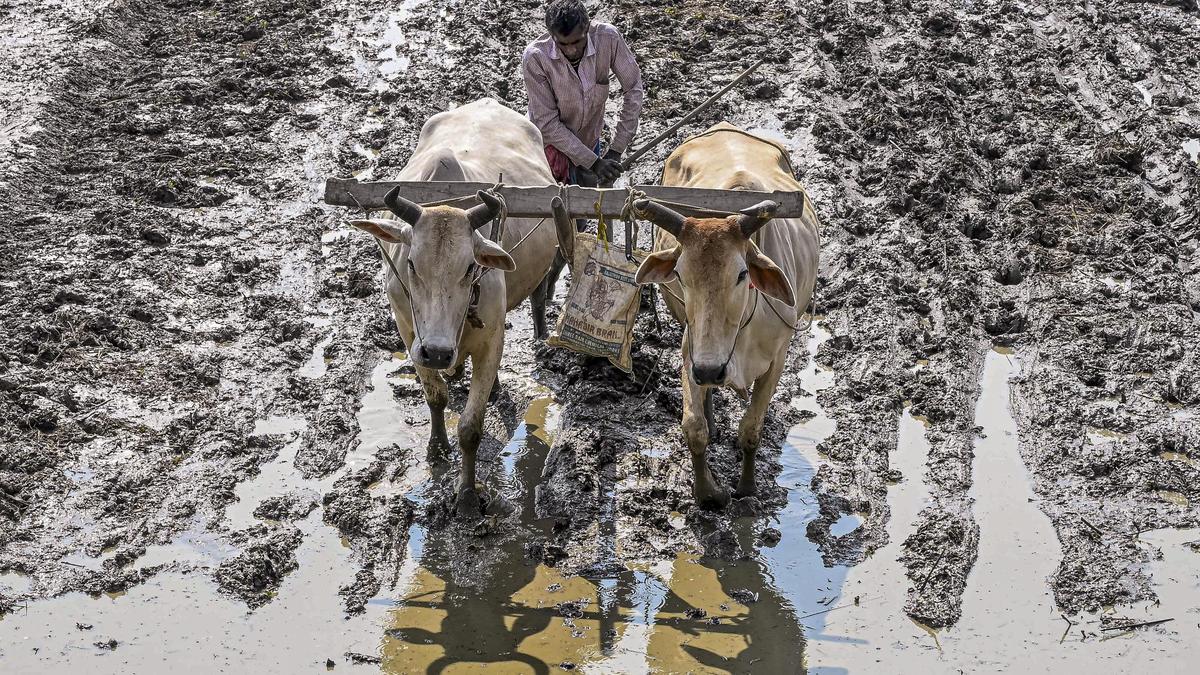 Jharkhand farmers to get a bonus of ₹100 per quintal over Centre's MSP for paddy: Minister