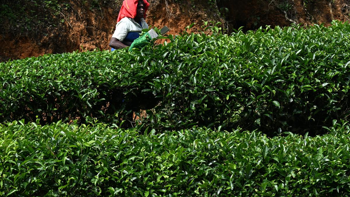 Scope huge for Indian tea sector, says global expert