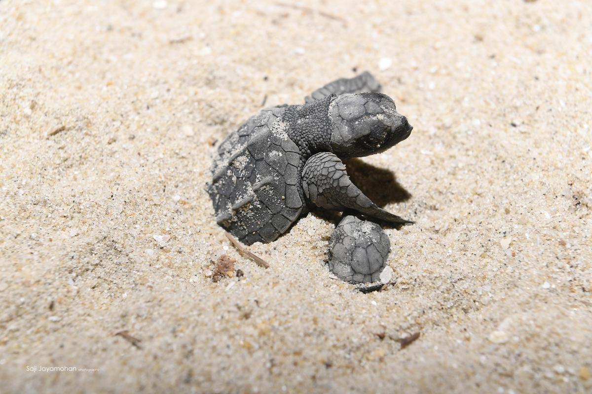 An Olive Ridley turtle hatchling