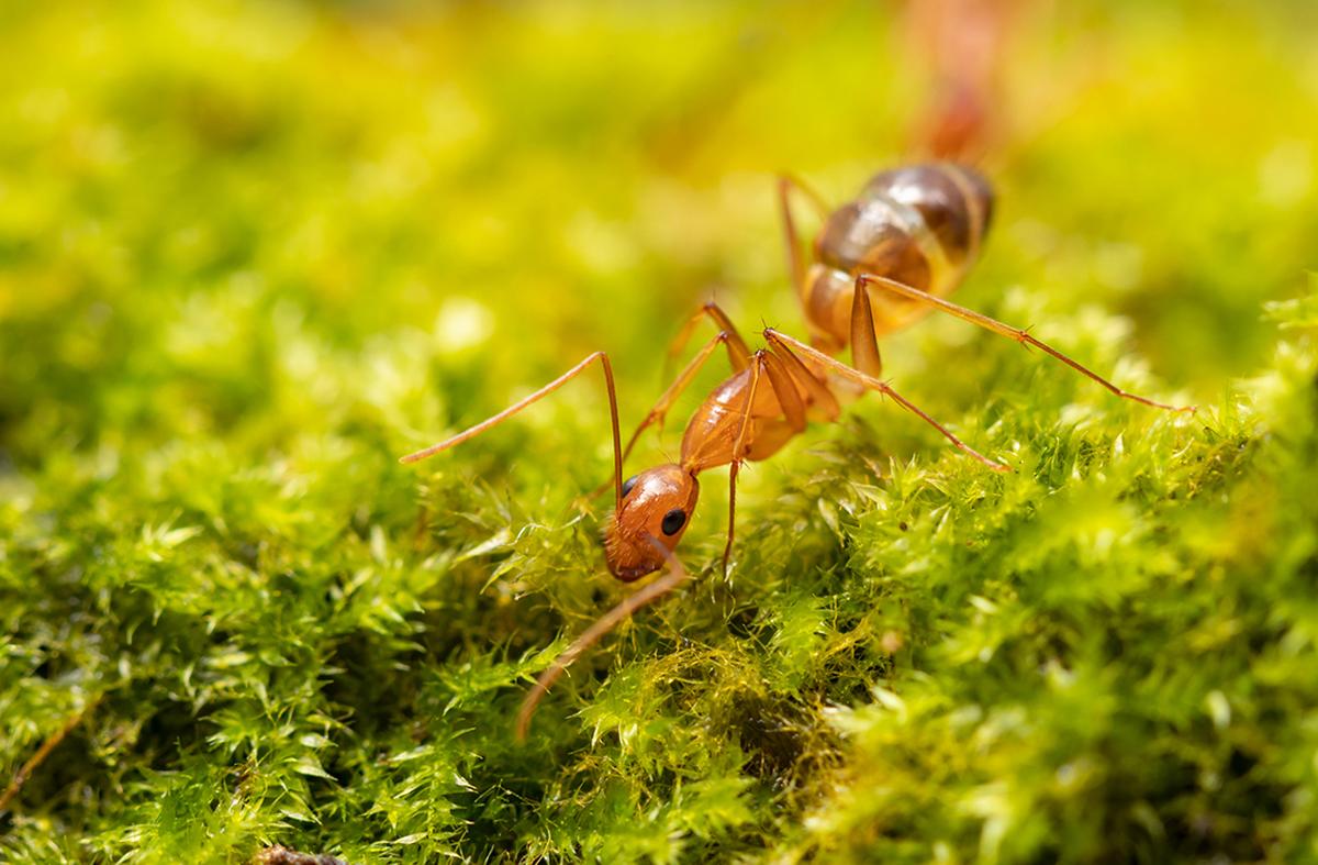Anoplolepis gracilipes or yellow crazy ants, on moss 