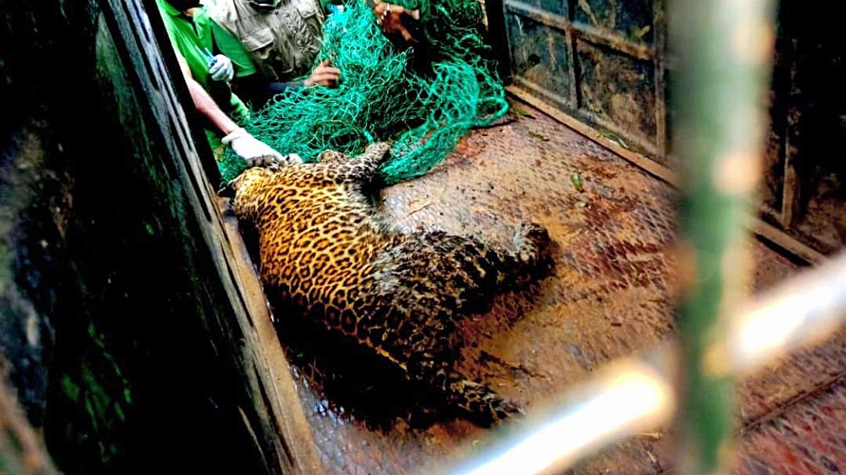 Fact-finding team points out lapses in dealing with leopard attacks at Pandalur in Nilgiris