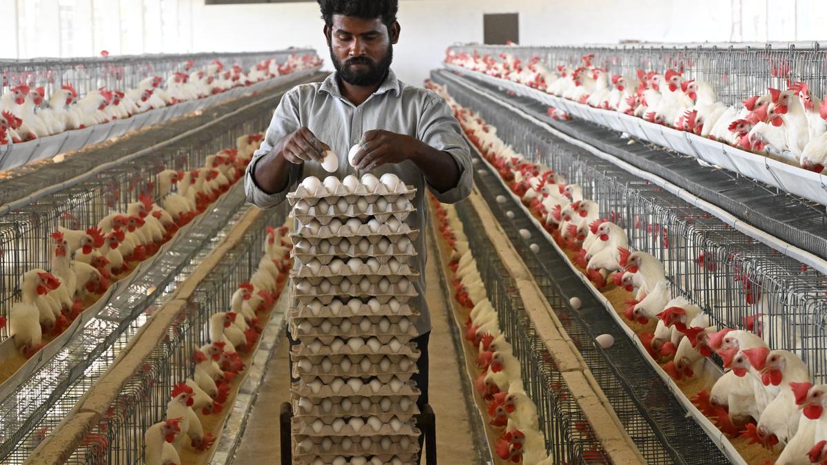 3,000 more birds die at a farm in a day in NTR district, flu suspected