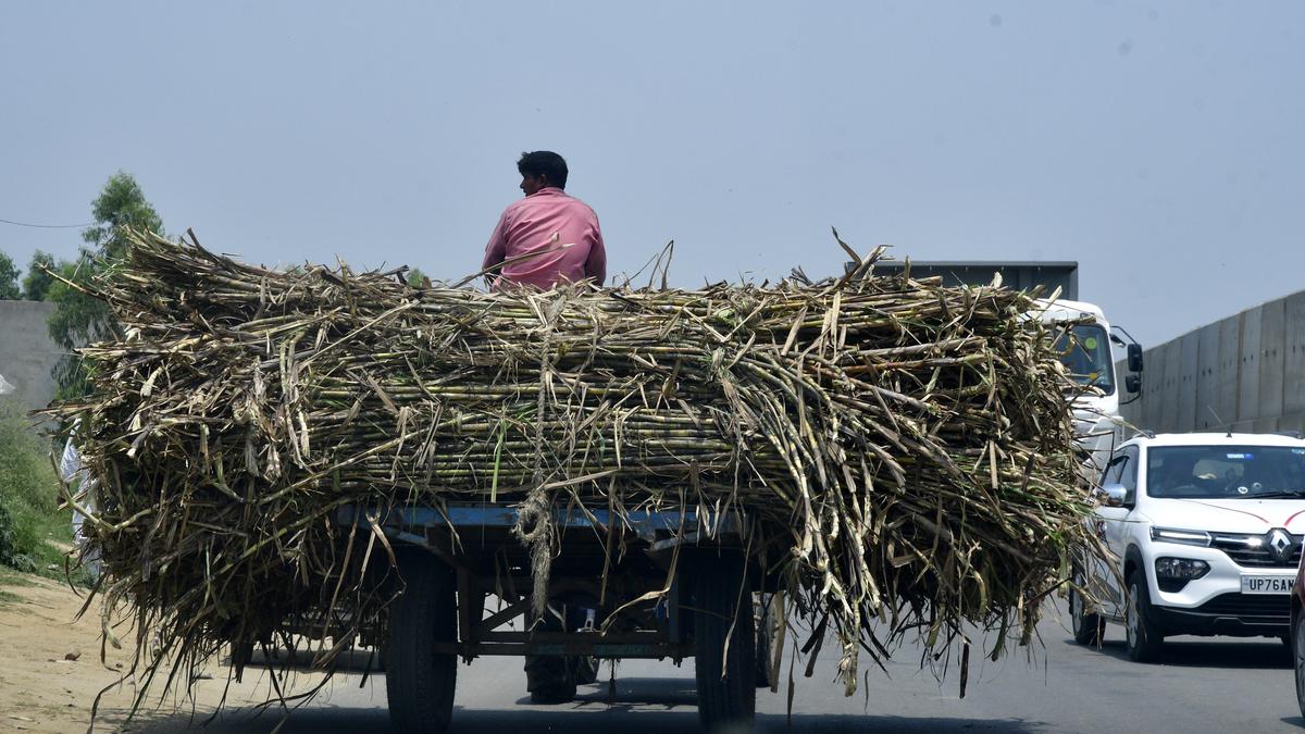 Govt. hikes sugarcane FRP by ₹10/quintal to ₹315/quintal for 2023-24 season