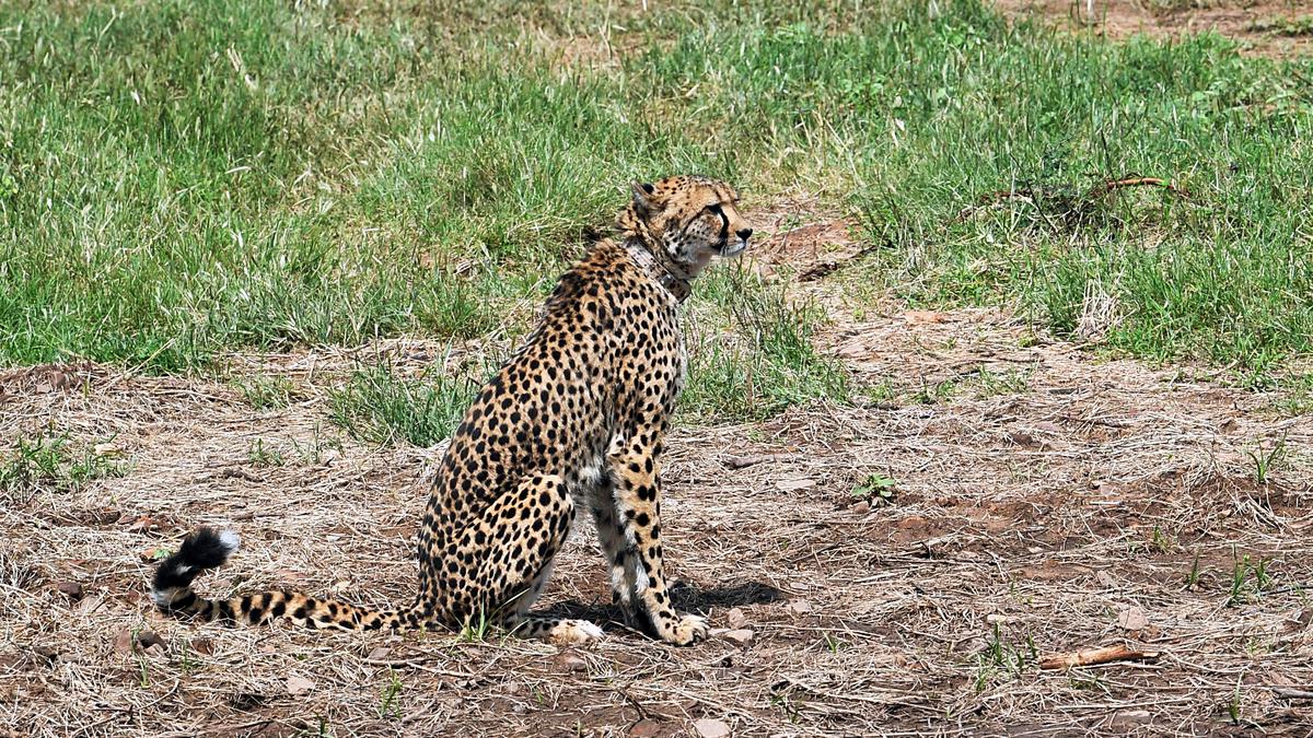 Death of 2 cheetahs: M.P. forest department writes to Centre to seek 'alternate site' for spotted animals