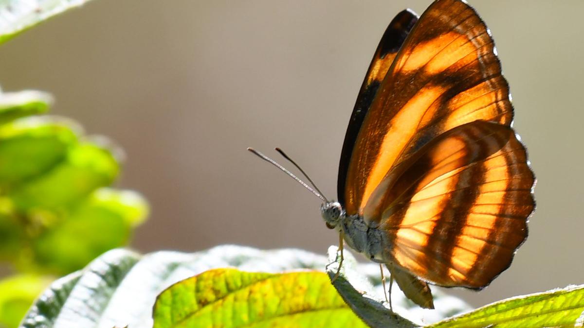 First-ever butterfly survey in Mudumalai Tiger Reserve records 175 species