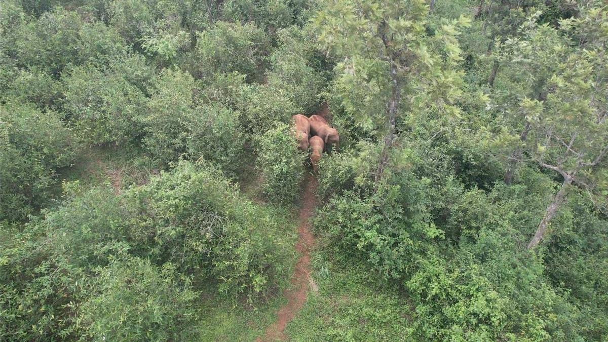Elephant calf rescued from 30-feet-deep well in the Nilgiris
