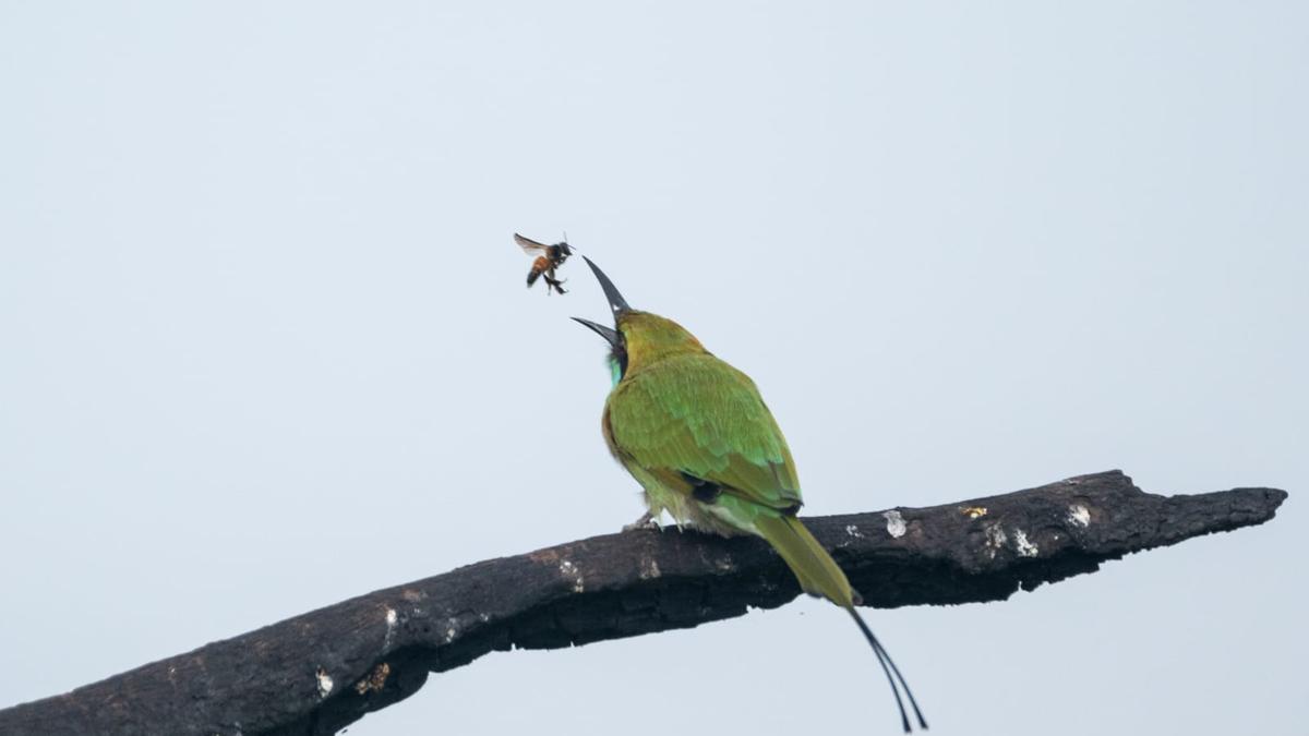 Nature camp organised at Forest Trek Park in Chilkur 