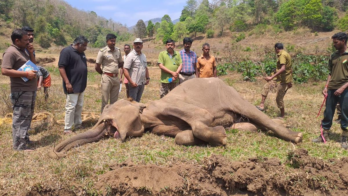 Elephant captured from Coimbatore died of injuries caused by country-made bomb, says autopsy report
