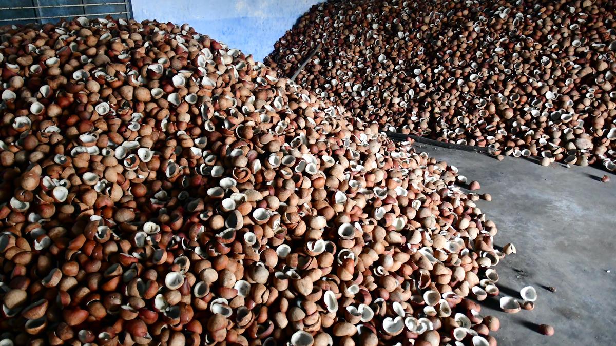 Coconut farmers in the lurch