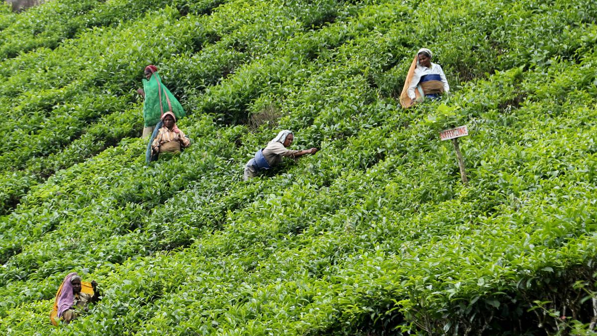 Only 2 paise increase in DA for Kerala plantation workers in 33 years, says RTI reply