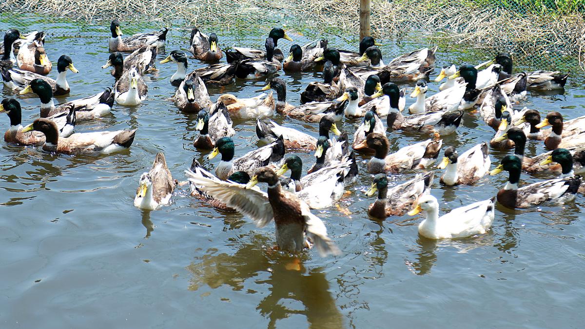 H5N1 kills 50 million birds, spreads to mammals
Premium