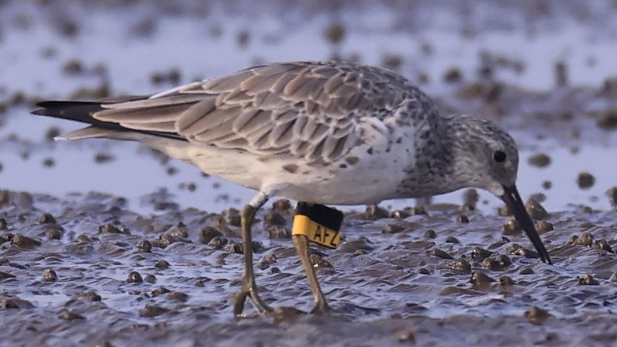 Asian Water Bird Census carried out in Godavari estuary