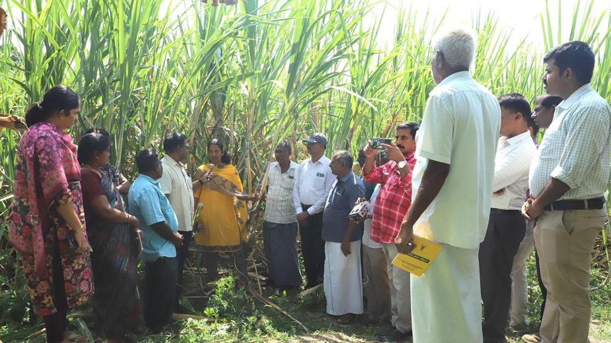 Farmers told to adopt new cane varieties for better productivity, disease resistance