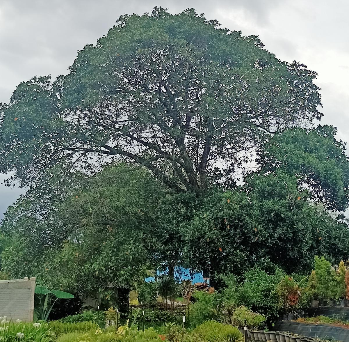 নতুন জাতটি বেঙ্গালুরুর শহরতলির হেসারঘাটায় নাগরাজের মাঠে আবিষ্কৃত হয়েছে। বর্তমানে তার জমিতে এমন একটি মাত্র গাছ রয়েছে।