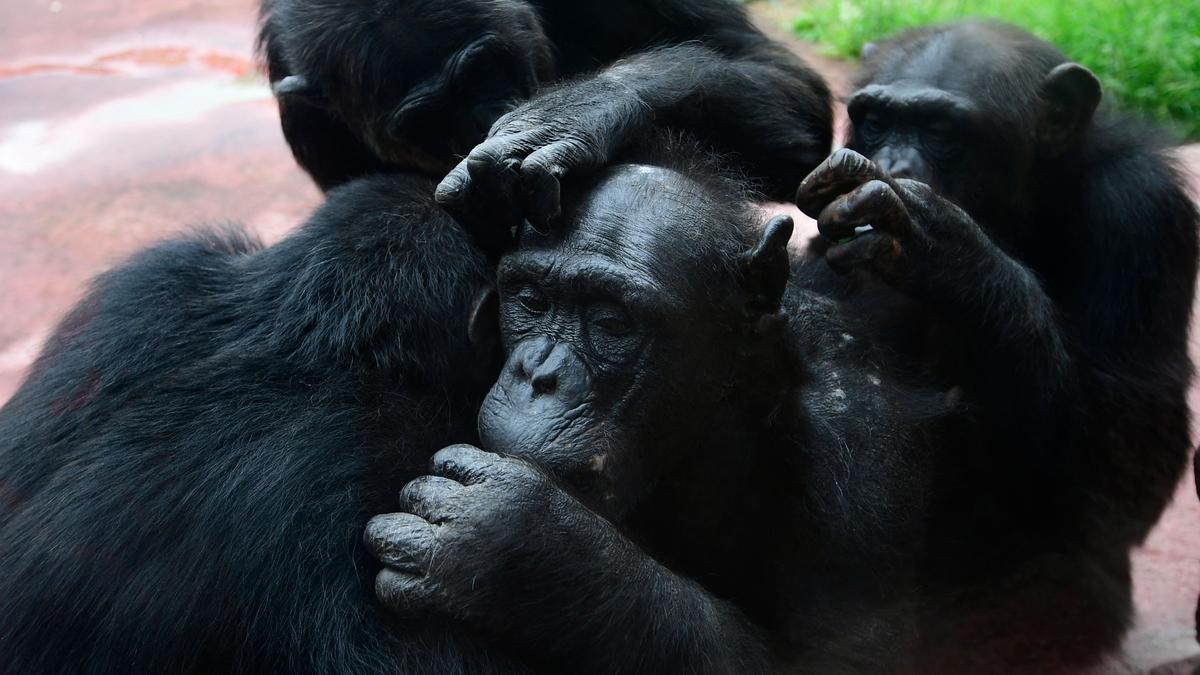 apes-also-like-to-tease-meaning-trait-in-human-children-could-be