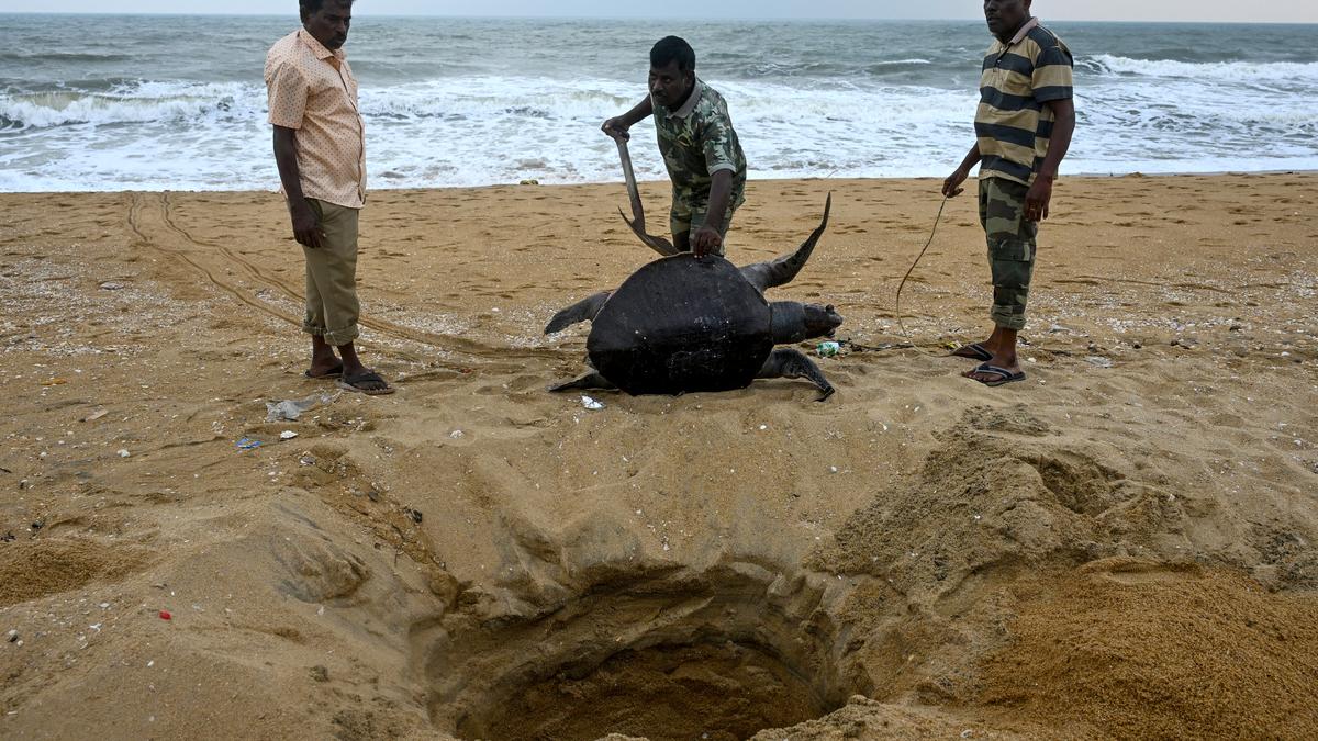 A surge of dead sea turtles in the sand
Premium